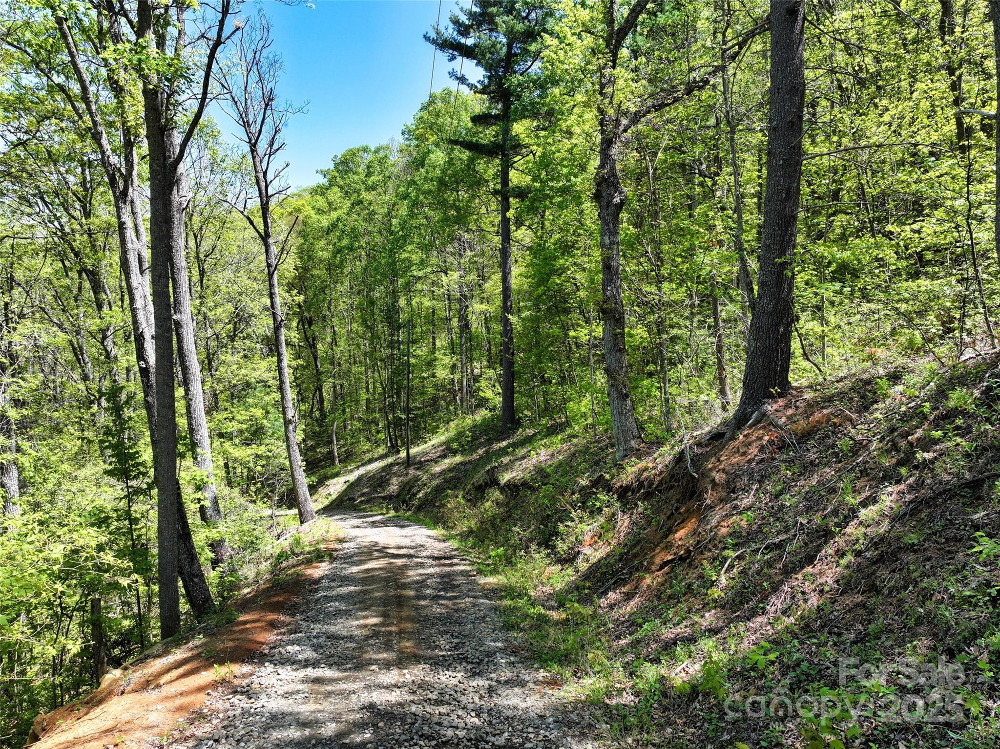 99999 Anderson Cove Road Barnardsville, NC 28709 - Photo 23 of 36 a view of a forest with trees