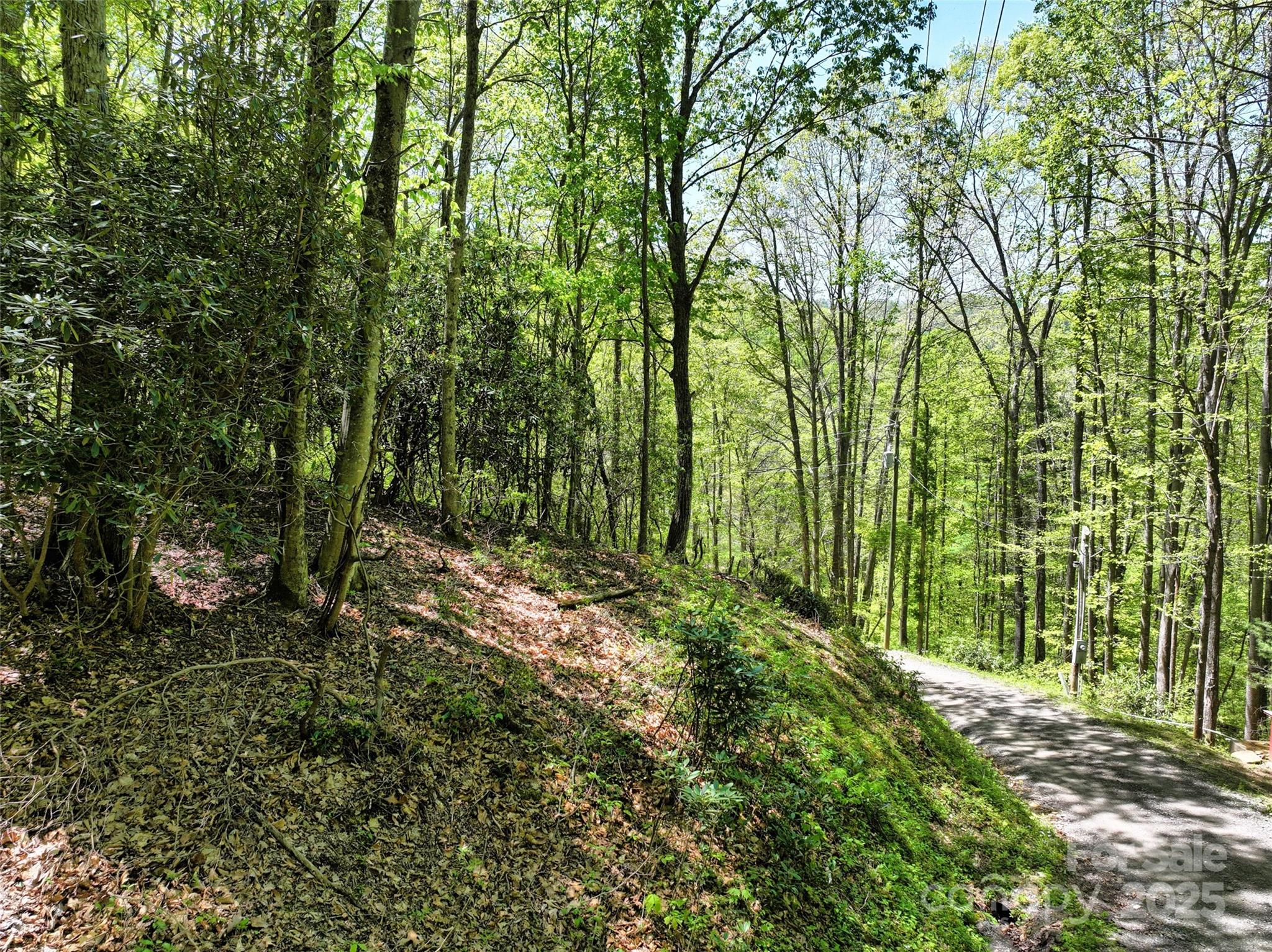 99999 Anderson Cove Road Barnardsville, NC 28709 - Photo 25 of 36 a view of a yard with plants and large trees