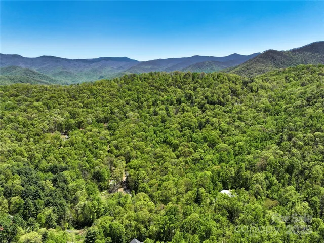a view of a forest with a mountain
