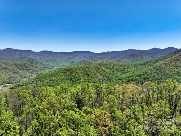 a view of a forest with a mountain