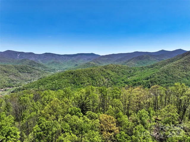 a view of a forest with a mountain