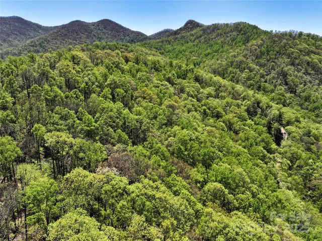 a view of a lush green forest