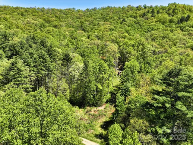 a view of a big yard with plants and large trees