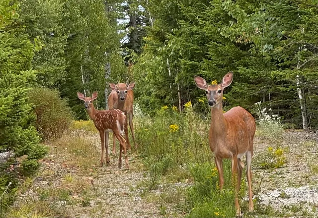 $3,200,000 | 49 Peninsula Shore Road, Gouldsboro, ME 04624
