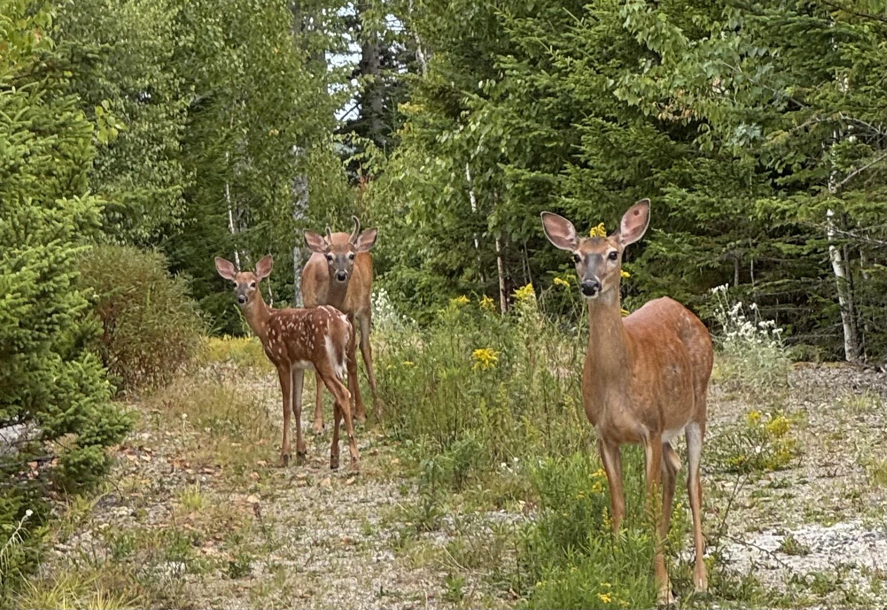 49 Peninsula Shore Road Gouldsboro, ME 04624 - Photo 55 of 58 Neighbors