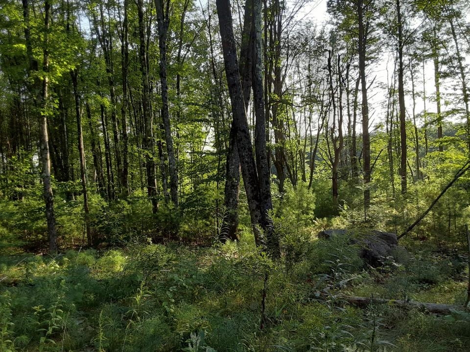 4 Peachum Road Center Barnstead, NH 03225 - Photo 5 of 6