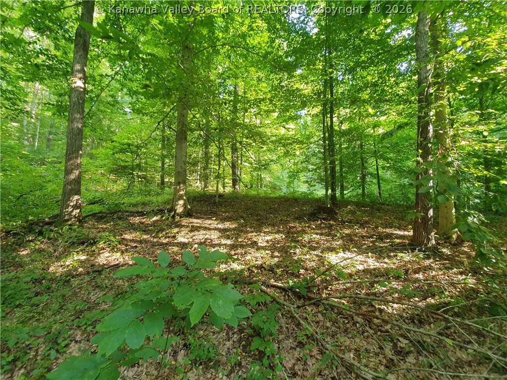 0 Bear Fork Road Gay, WV 25244 - Photo 17 of 23 Gallery Image 17