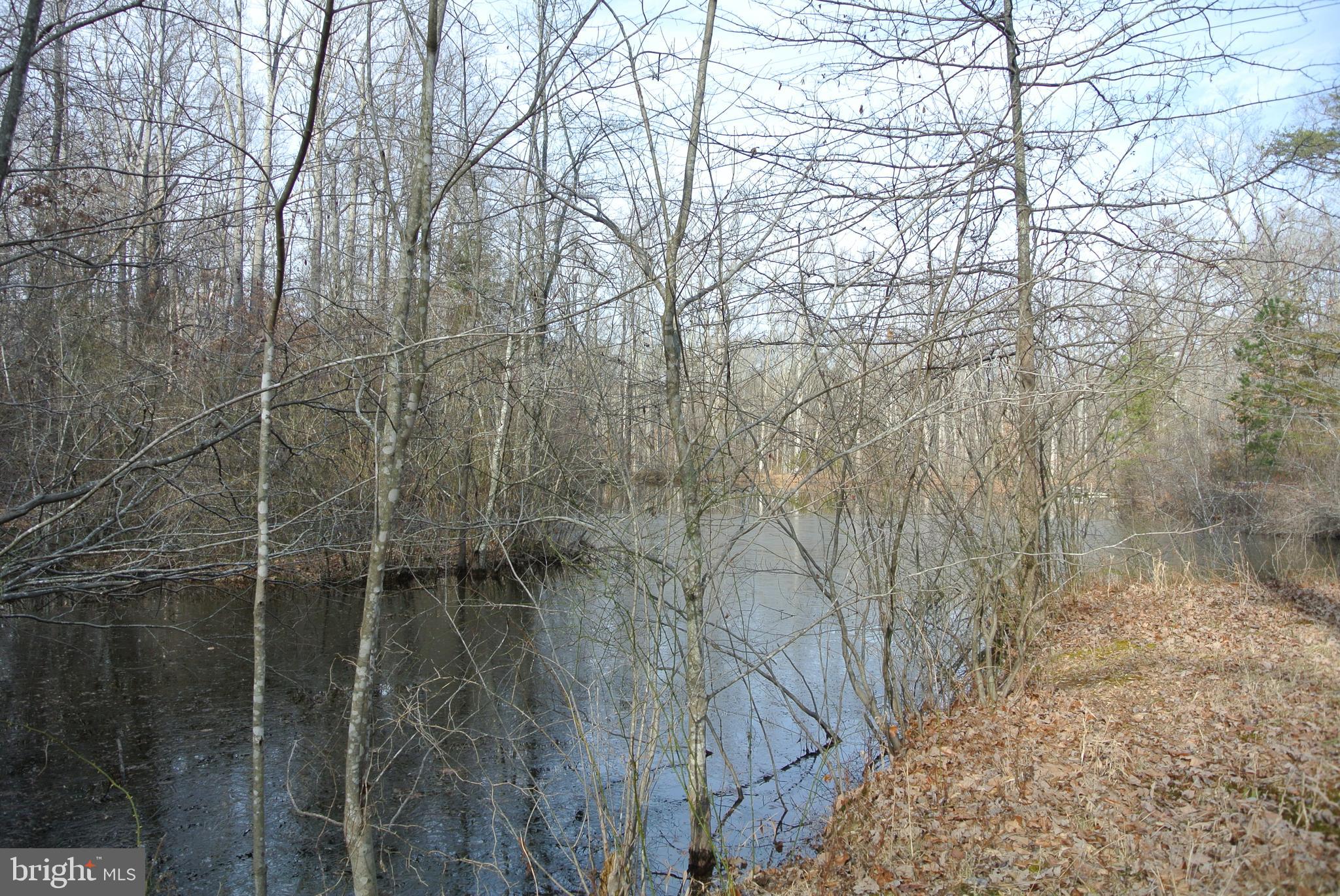 Upper side of pond, spring fed