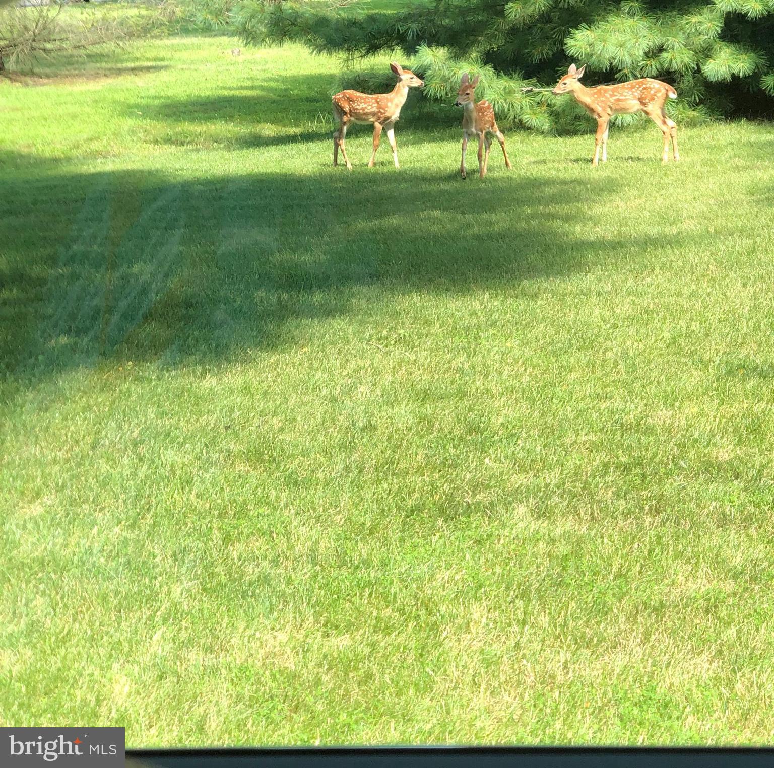 2249 Lilac Lane Jamison, PA 18929 - Photo 52 of 61