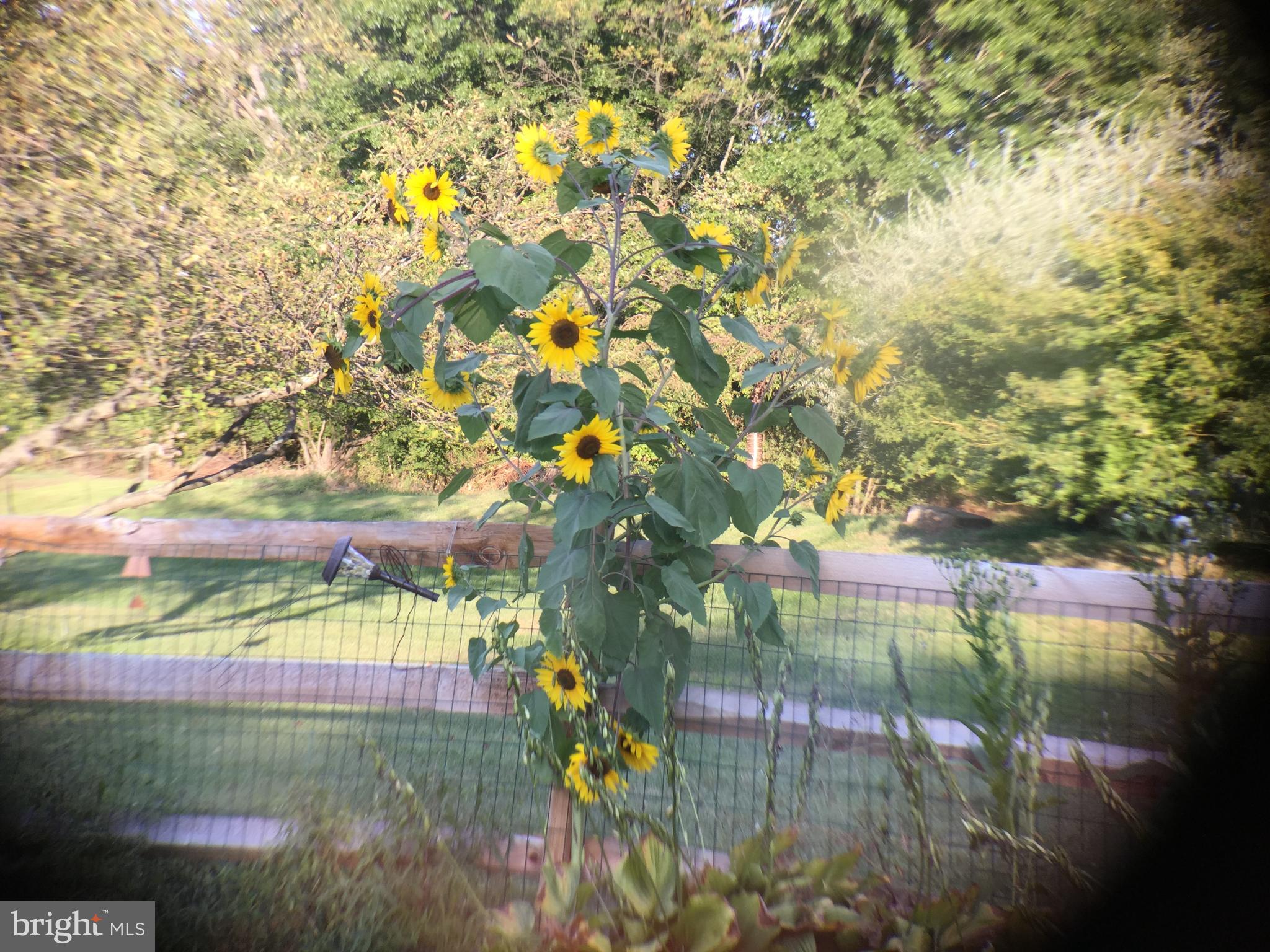 2249 Lilac Lane Jamison, PA 18929 - Photo 54 of 61 a view of backyard and swimming pool