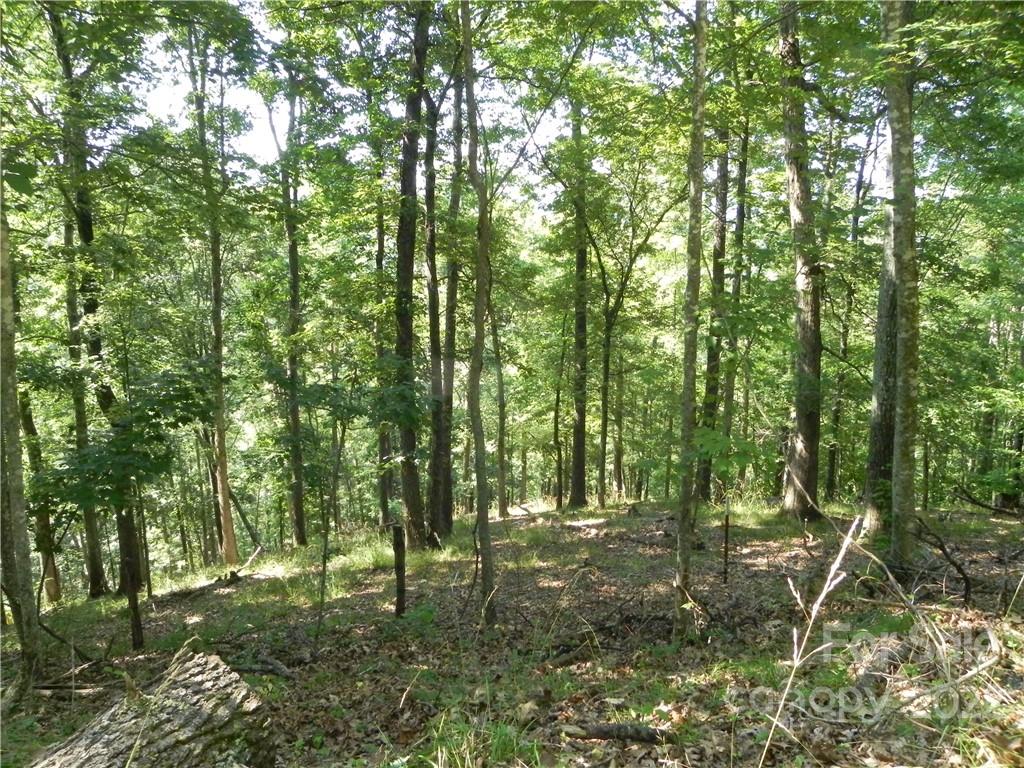 0 Silvers Cove Road Clyde, NC 28721 - Photo 3 of 12 a view of outdoor space and trees