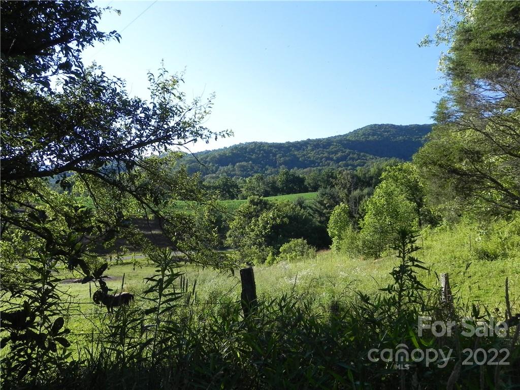 0 Silvers Cove Road Clyde, NC 28721 - Photo 4 of 12 a view of a lush green forest with trees in the background