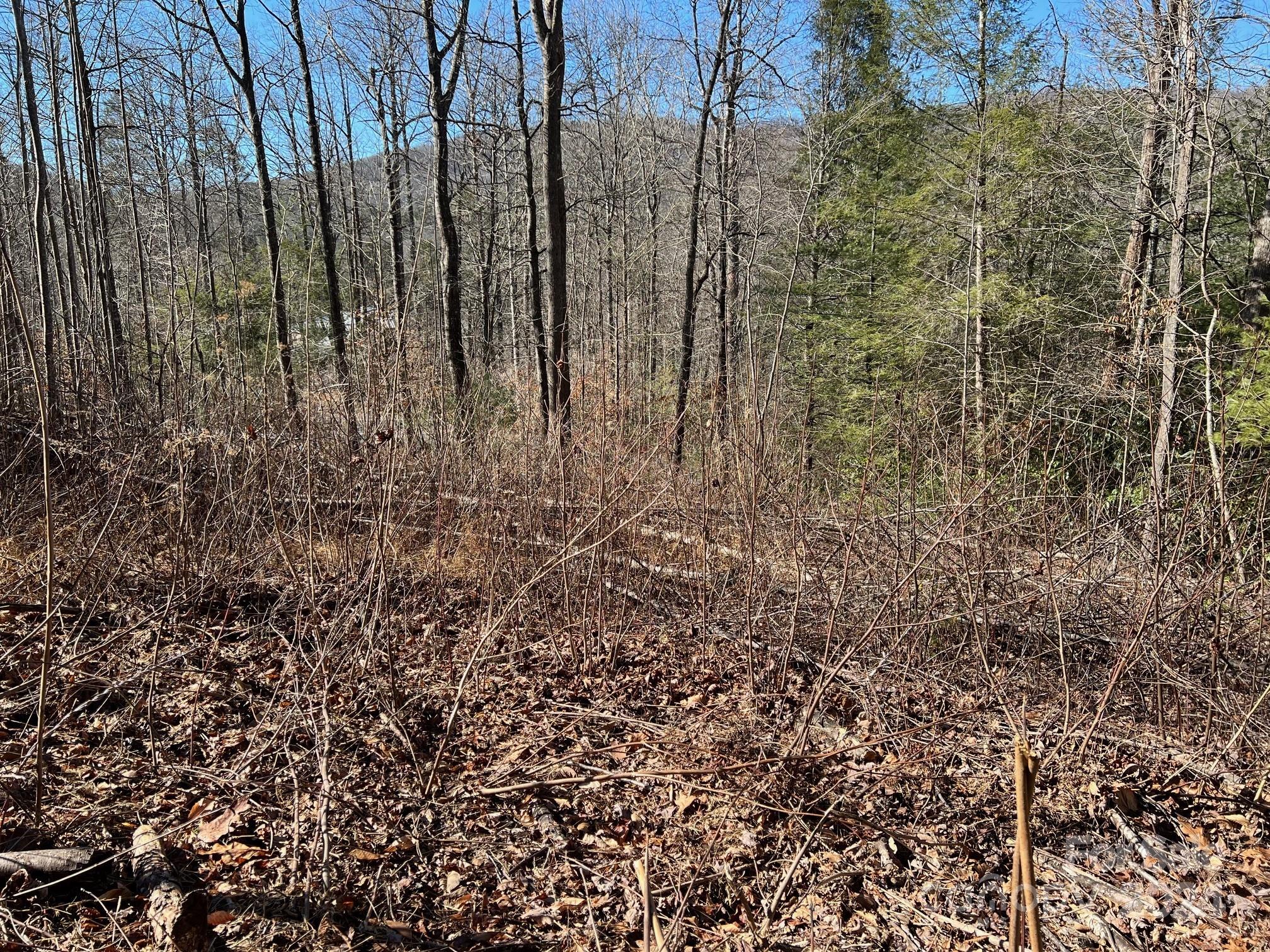 0 Blue Rock Road, Unit 18 Hendersonville, NC 28792 - Photo 15 of 15 a view of a yard with lots of bushes