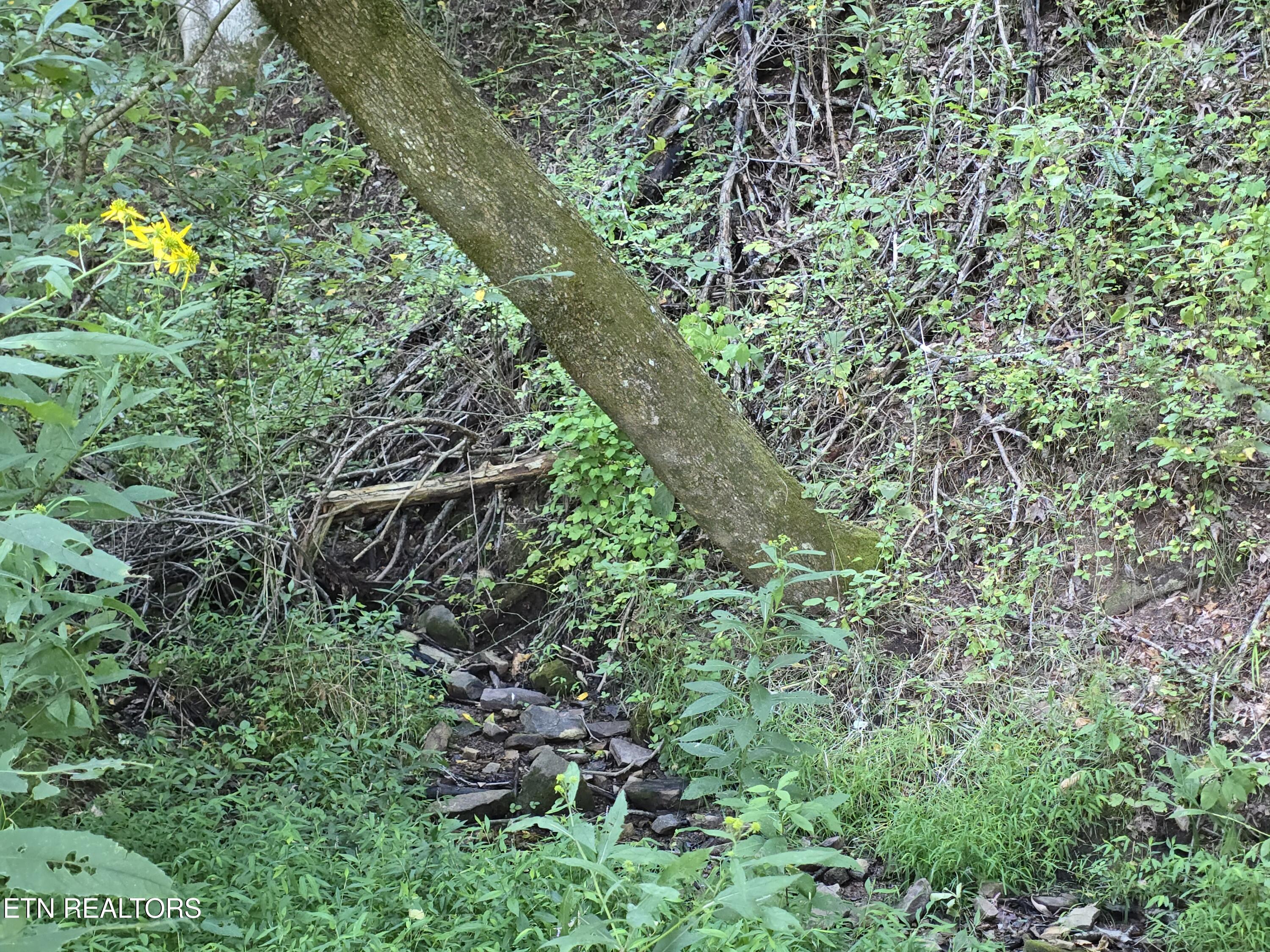 East Pumpkin Valley Road Eidson, TN 37731 - Photo 23 of 58 20250908_174730