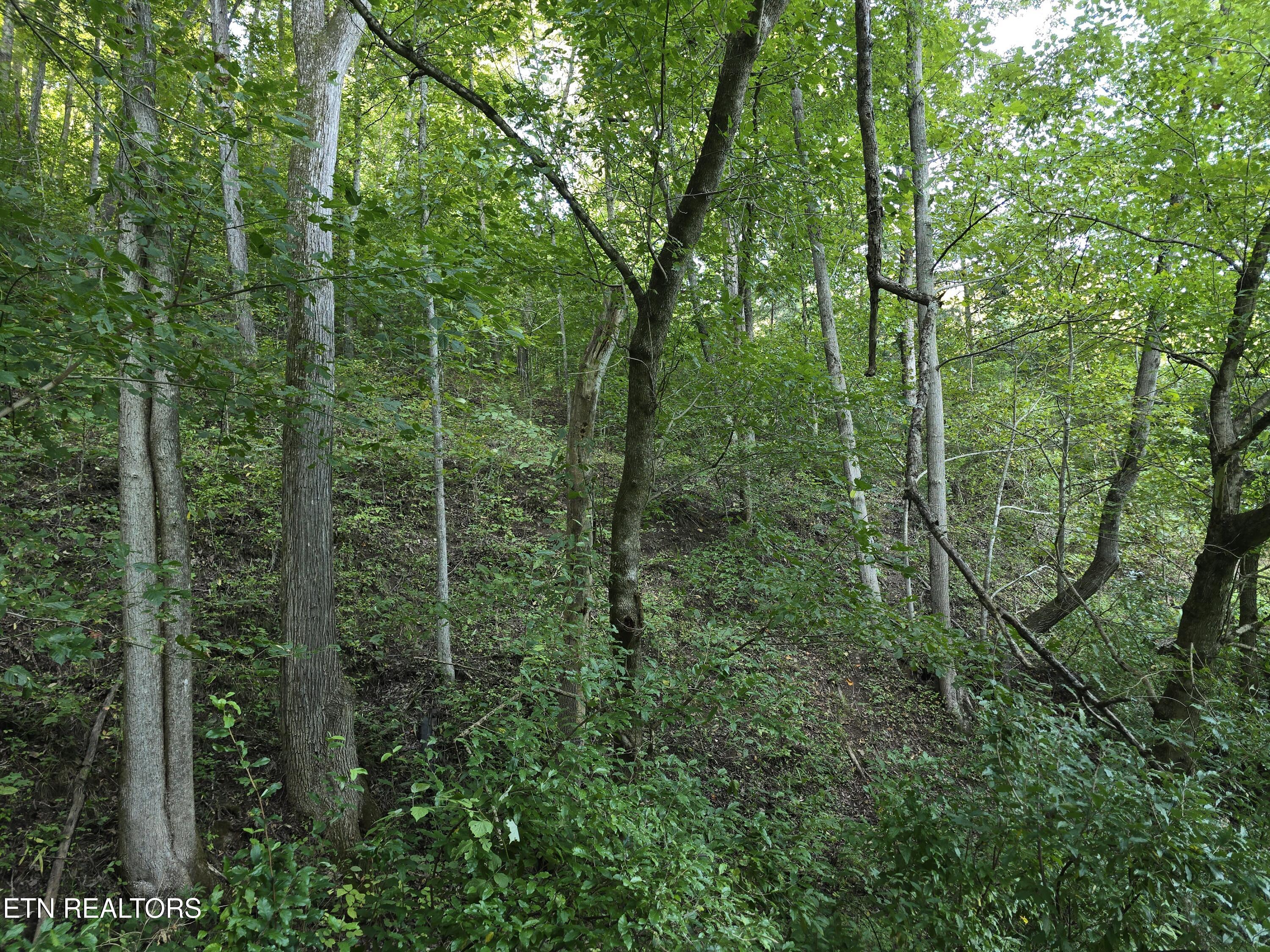 East Pumpkin Valley Road Eidson, TN 37731 - Photo 26 of 58 20250908_174647