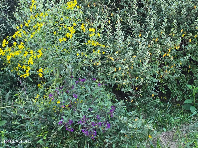 $568,700 | East Pumpkin Valley Road, Eidson, TN 37731