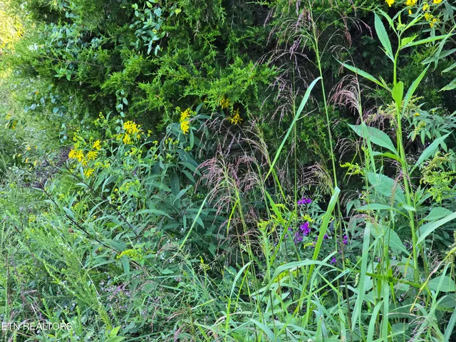 $568,700 | East Pumpkin Valley Road, Eidson, TN 37731