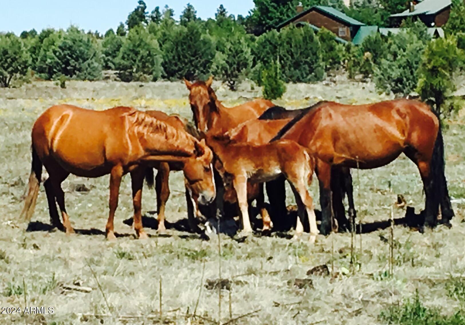 2323 South Buffalo Loop Overgaard, AZ 85933 - Photo 30 of 41 WILD HORSES IN THE FOREST