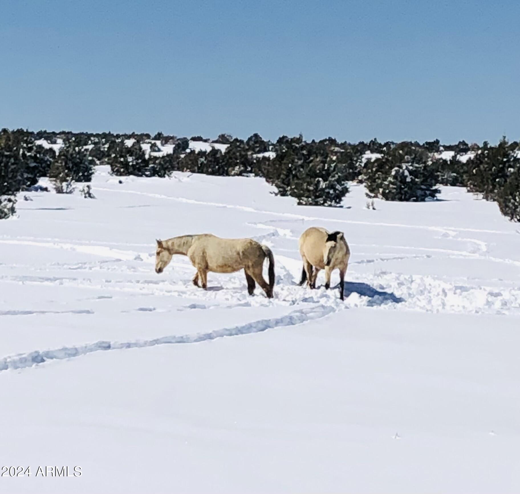 2323 South Buffalo Loop Overgaard, AZ 85933 - Photo 32 of 41 WILD HORSES IN THE WINTER SNOW