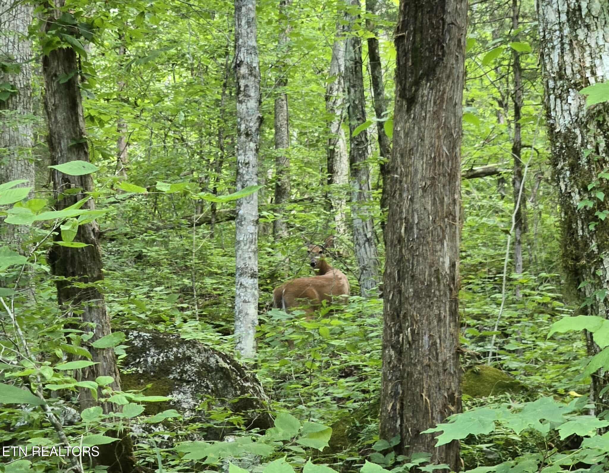 Log Mountain Road Washburn, TN 37888 - Photo 3 of 6 Deer