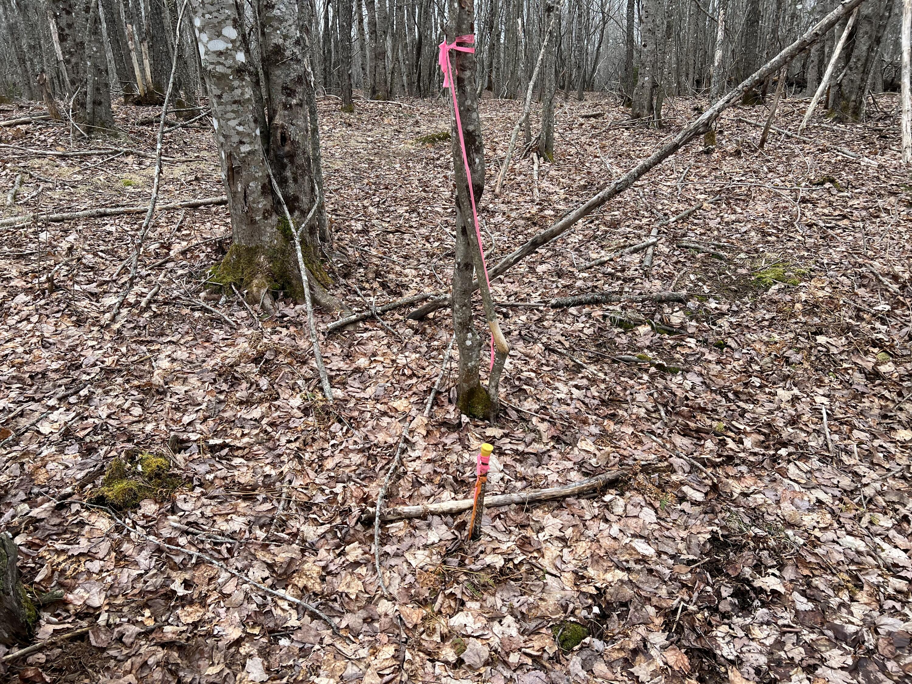 0 Kansas Road Milbridge, ME 04658 - Photo 11 of 12 IMG_7212