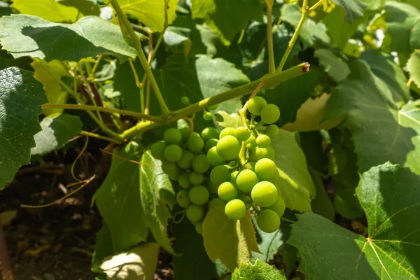 $16,500 | 3377 Calle Margarita, Encinitas, CA 92024