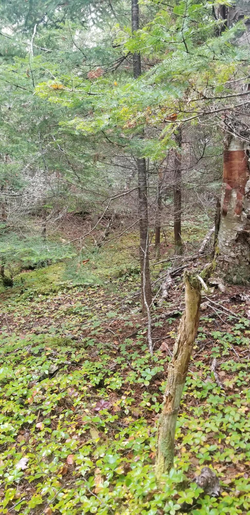 Lot 84 Windward Way Addison, ME 04606 - Photo 18 of 25 20201021_154943