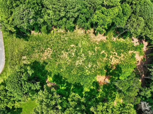 a view of a lush green forest