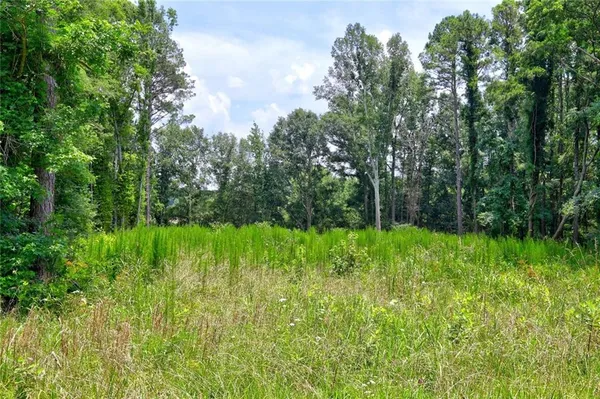 a view of lush green forest