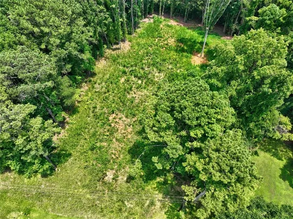 a view of a lush green forest