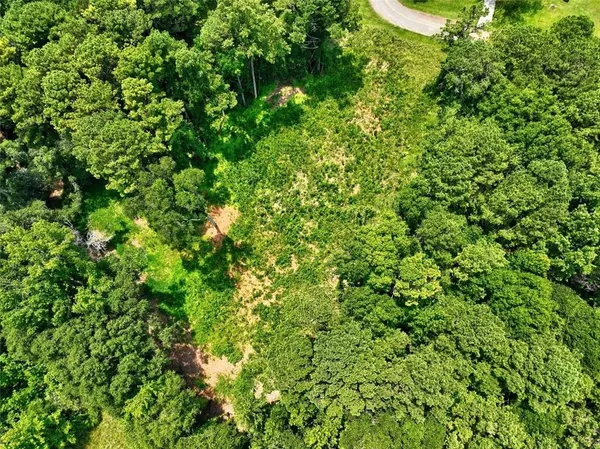 a view of a lush green forest