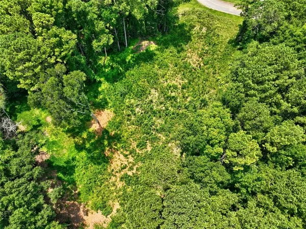 a view of a lush green forest