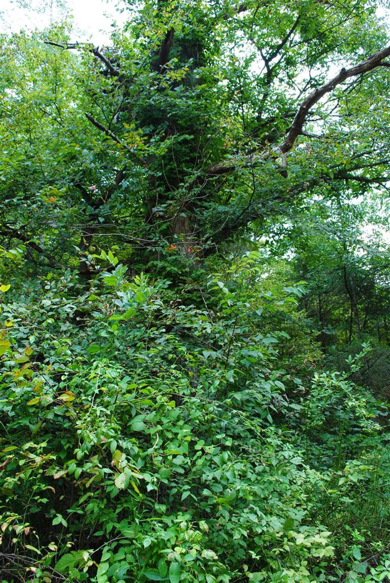 8 Flag Fork Road Frankfort, KY 40601 - Photo 4 of 9 Photo 4