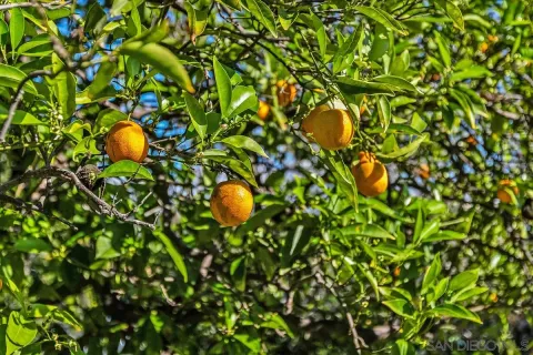 $699,000 | 1890 Calmin Drive, Fallbrook, CA 92028