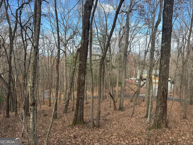 a view of a forest with large trees