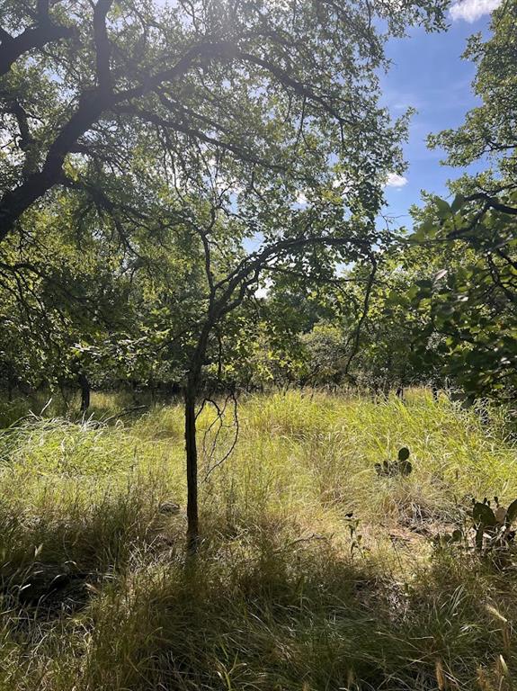 927 Cutter Circle May, TX 76857 - Photo 8 of 23 Expansive natural landscape featuring a clearing of tall grasses, mature trees with substantial canopies, and scattered native cacti