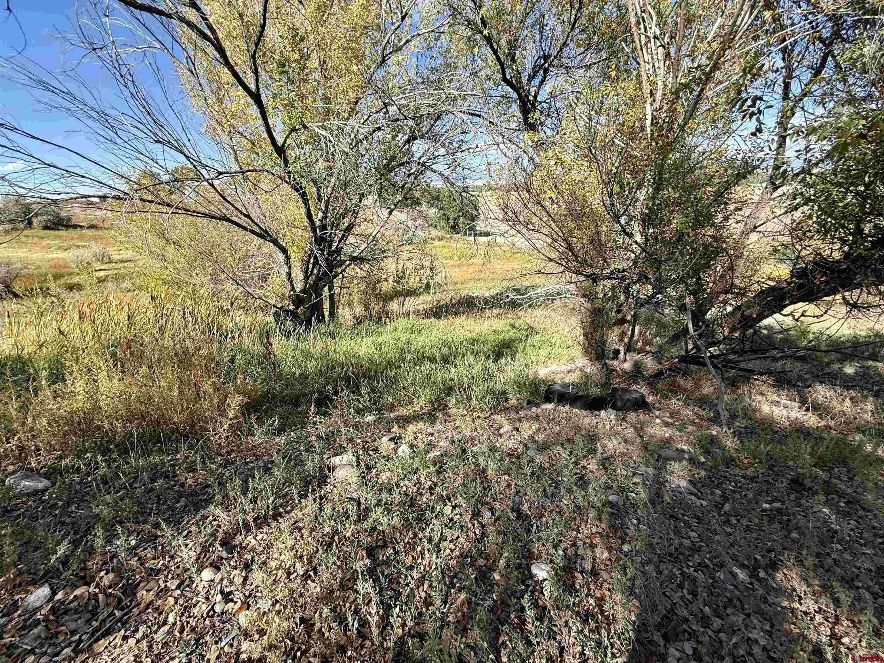 3726 5500th Road Olathe, CO 81425 - Photo 5 of 31 a view of a yard with a tree