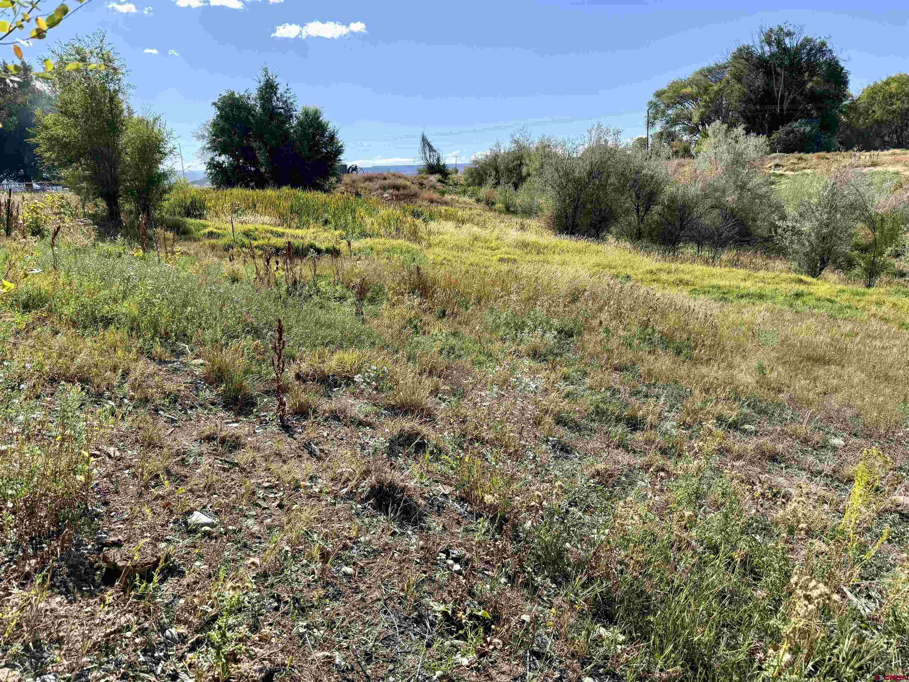 3726 5500th Road Olathe, CO 81425 - Photo 9 of 31 a view of a field with an trees
