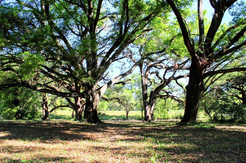 0 St Joe Road Dade City, FL 33525 - Photo 9 of 13