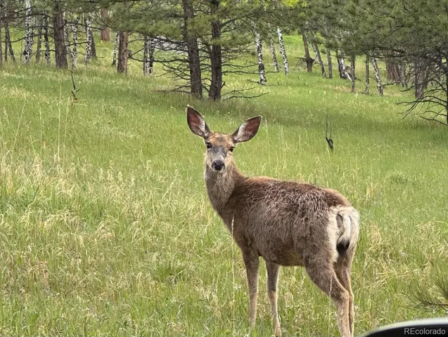 $180,000 | 1845 Burland Drive, Bailey, CO 80421