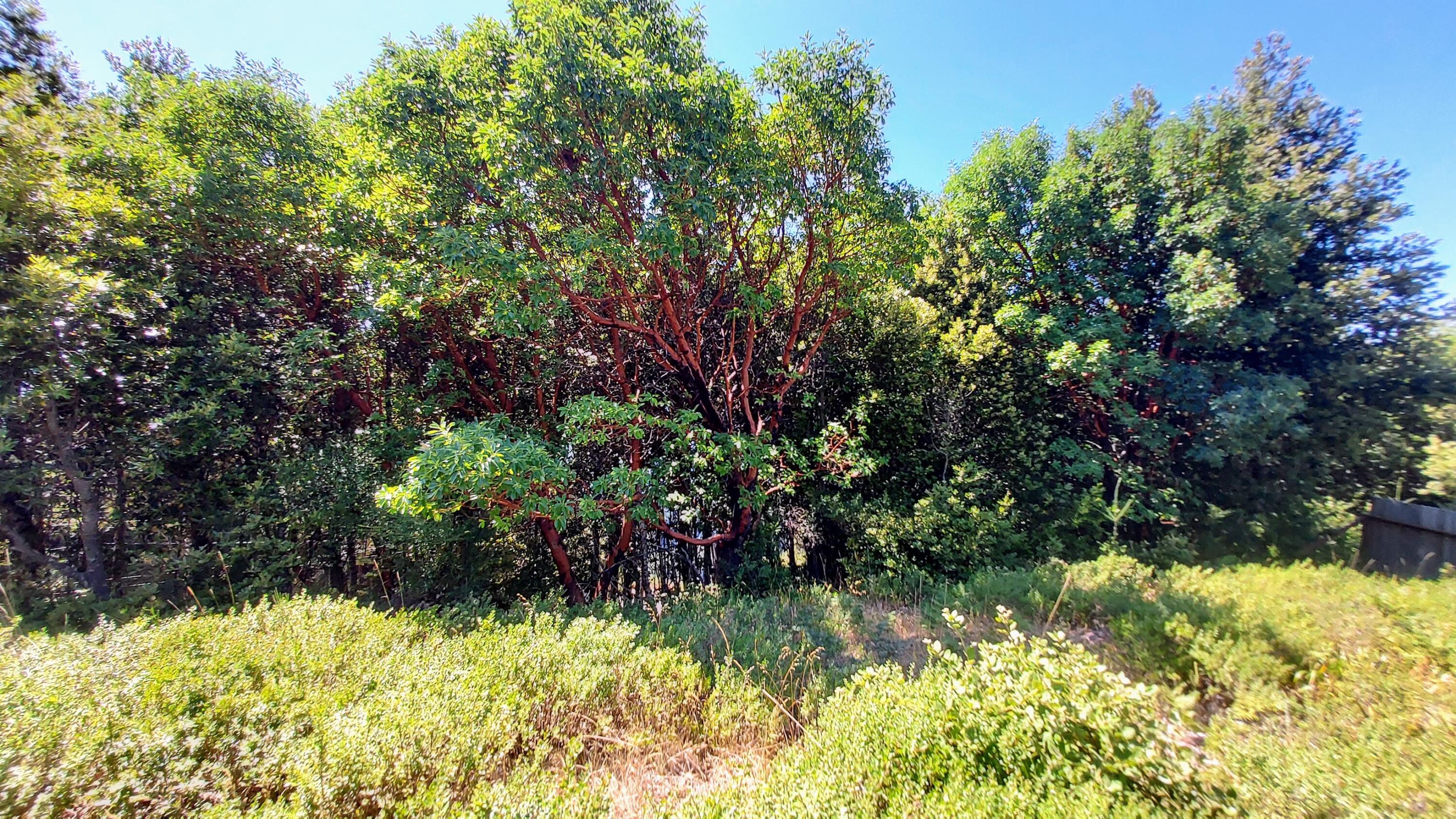 27 Cook Road Shelter Cove, CA 95589 - Photo 1 of 22