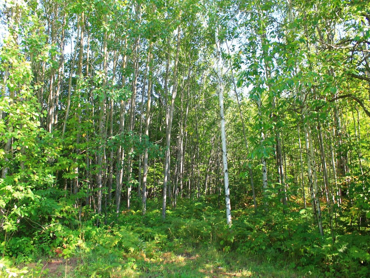 14287 Clement Road Saxon, WI 54559 - Photo 22 of 29 Gallery Image 22