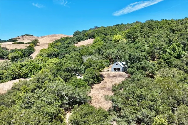 a view of a yard with plants and a large tree
