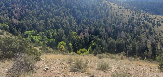 a view of a dry yard with trees