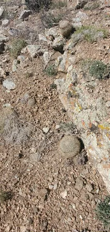 a close up of a plant