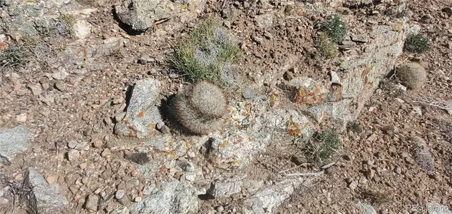a view of a sky from a backyard