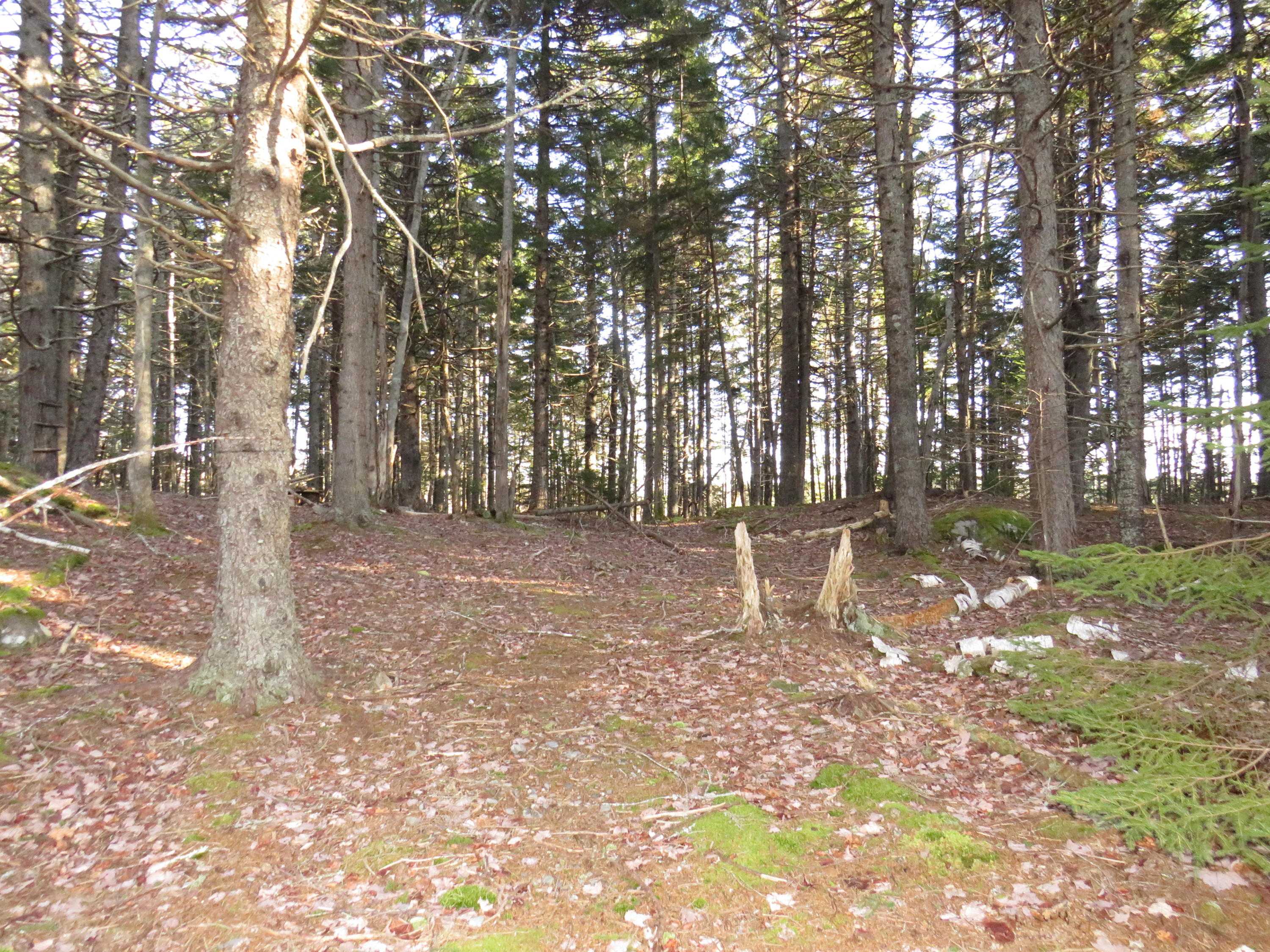 116 Glenmere Road St. George, ME 04860 - Photo 18 of 23 trails in the woods