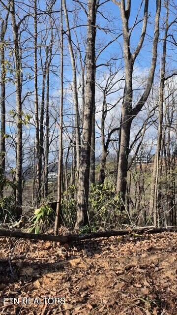 229 Sonshine Ridge Road Cosby, TN 37722 - Photo 19 of 22 20251228_152338(15)