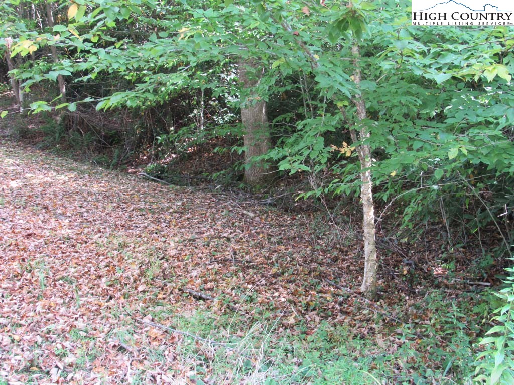 458 Paul Goodman Road Fleetwood, NC 28626 - Photo 7 of 22 a view of a yard with plants and large trees