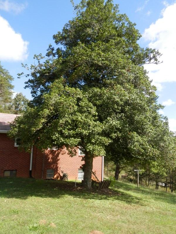 1955 Reliance Road Tellico Plains, TN 37385 - Photo 4 of 34 PA120018